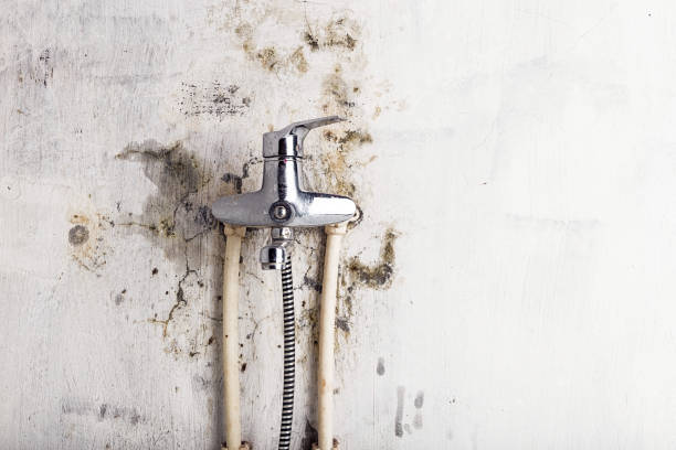 Best Black Mold Removal  in Haleiwa, HI