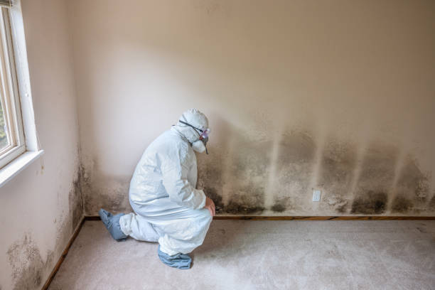 Mold Testing and Removal in Haleiwa, HI