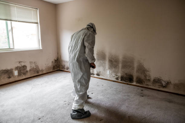 Mold Removal and Inspection in Haleiwa, HI
